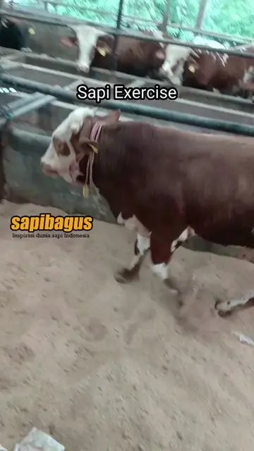 Sapi-Exercise